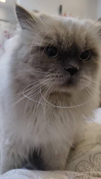 Himalayan ragdoll