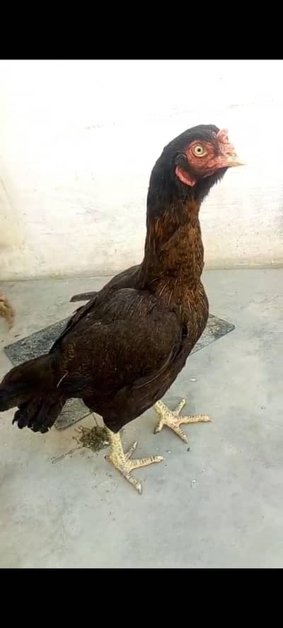 High Quality Madi for sale