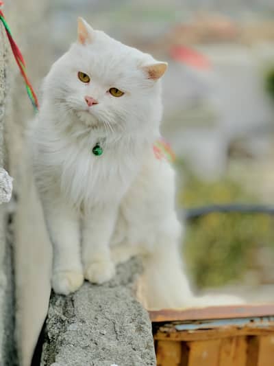 persian cat