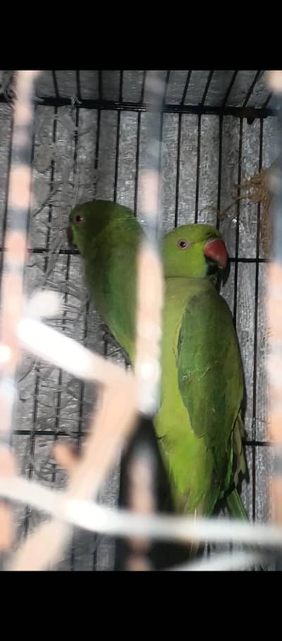 Urgent Sale Not tame