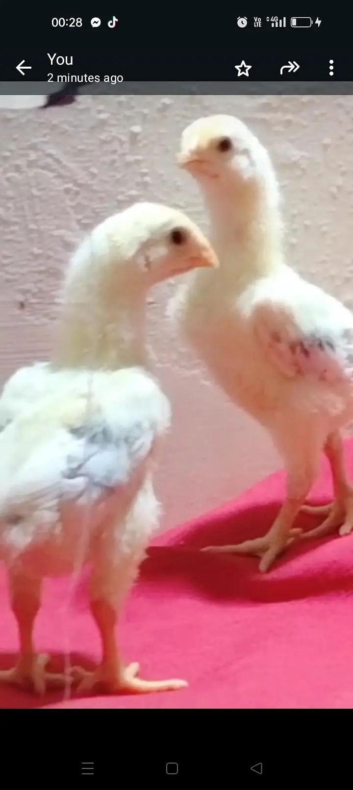 White  chicks aur  Black shamo chicks /Shamo AseelOh shamo | shamo egg — photo 3
