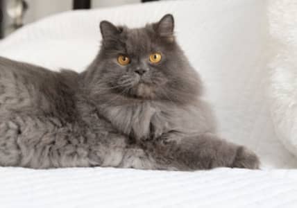 Persian cat black colour
