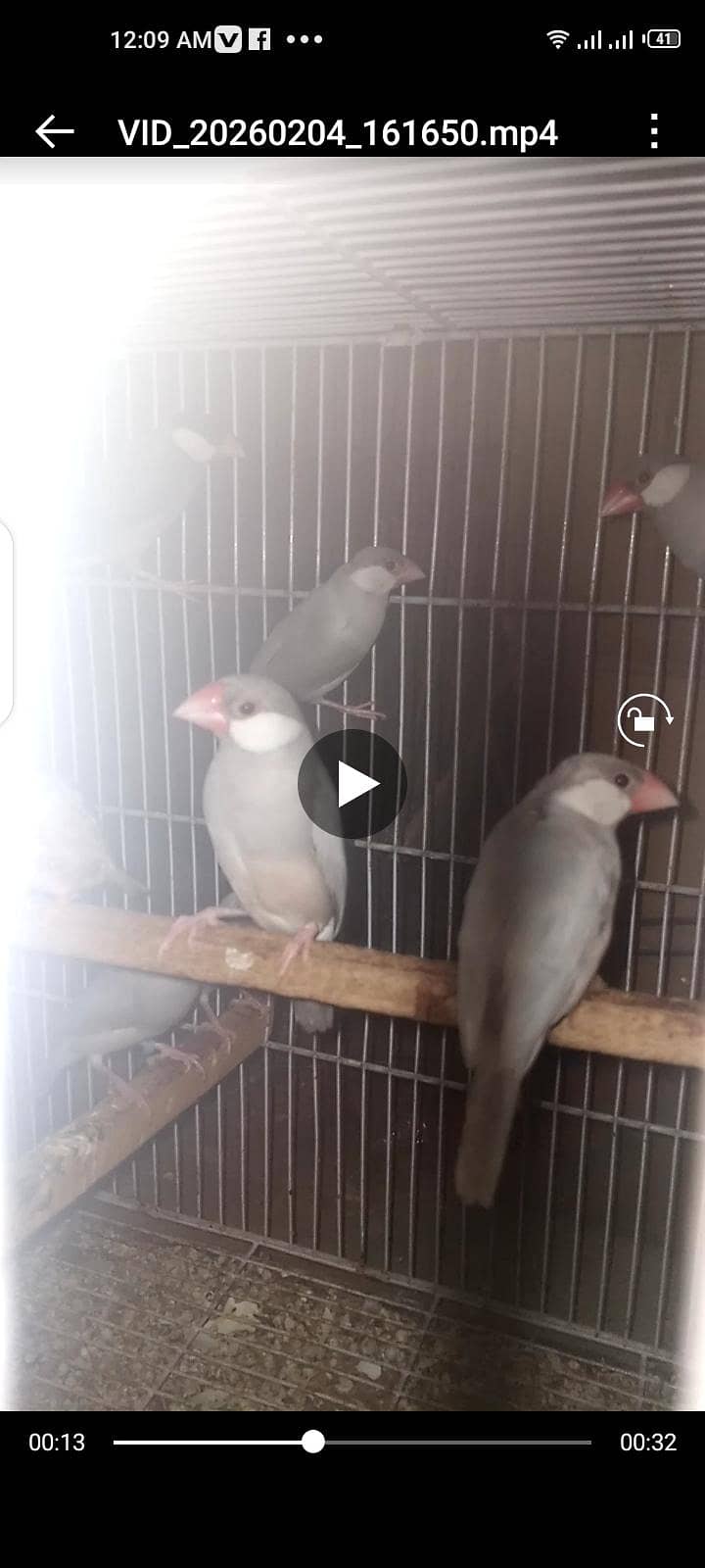 sliver java, grey java split white an silver breeder pair 2