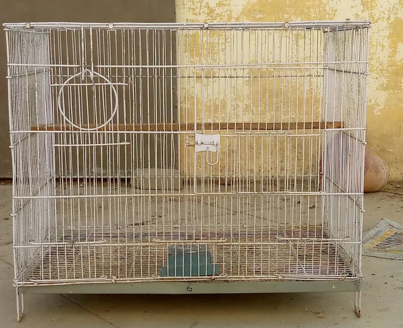 sliver java, grey java split white an silver breeder pair 4