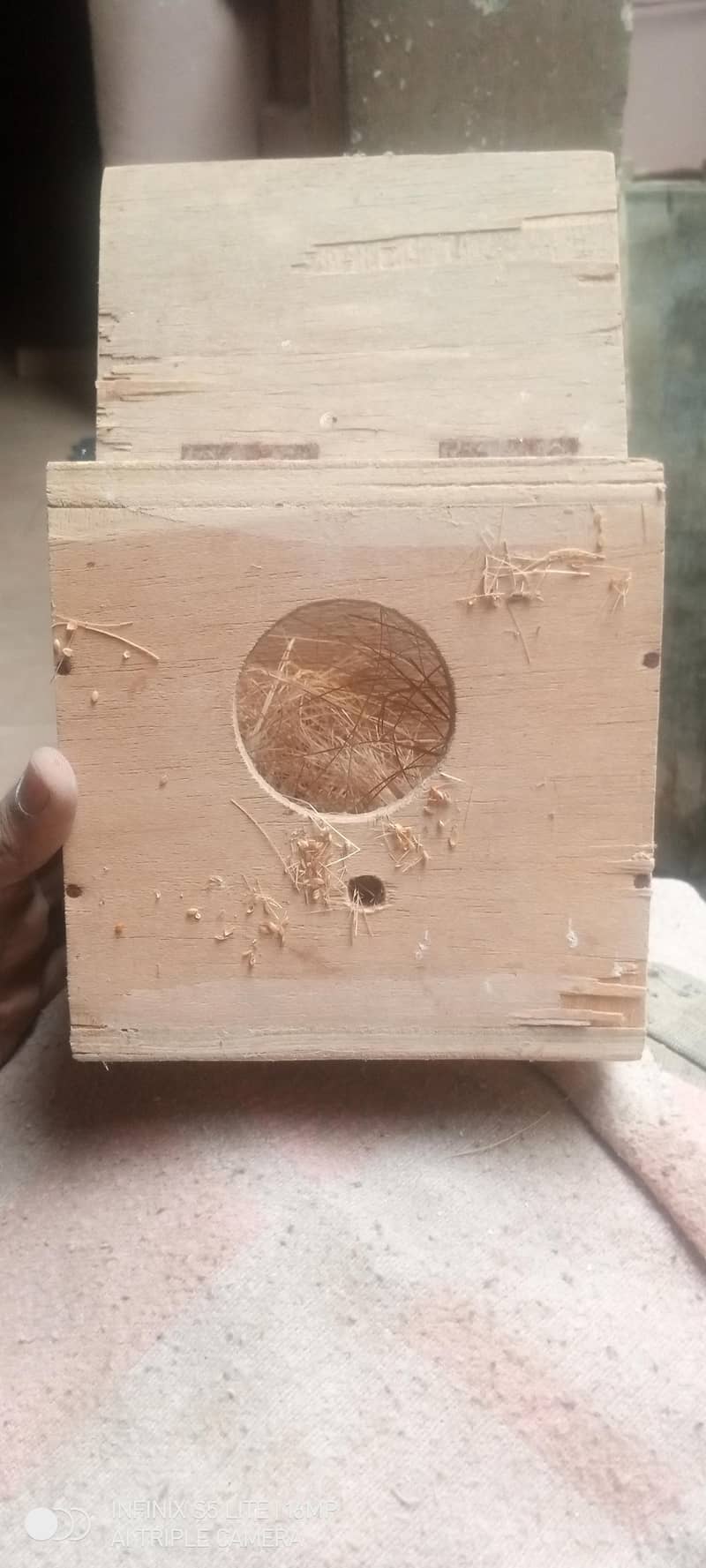 sliver java, grey java split white an silver breeder pair 5