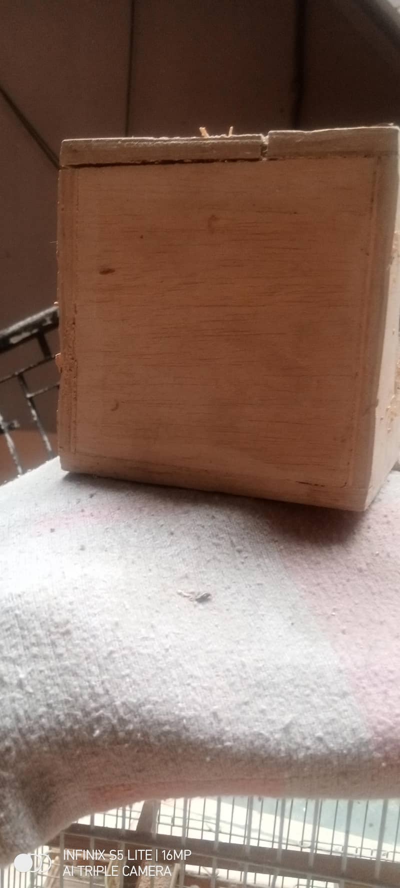 sliver java, grey java split white an silver breeder pair 6