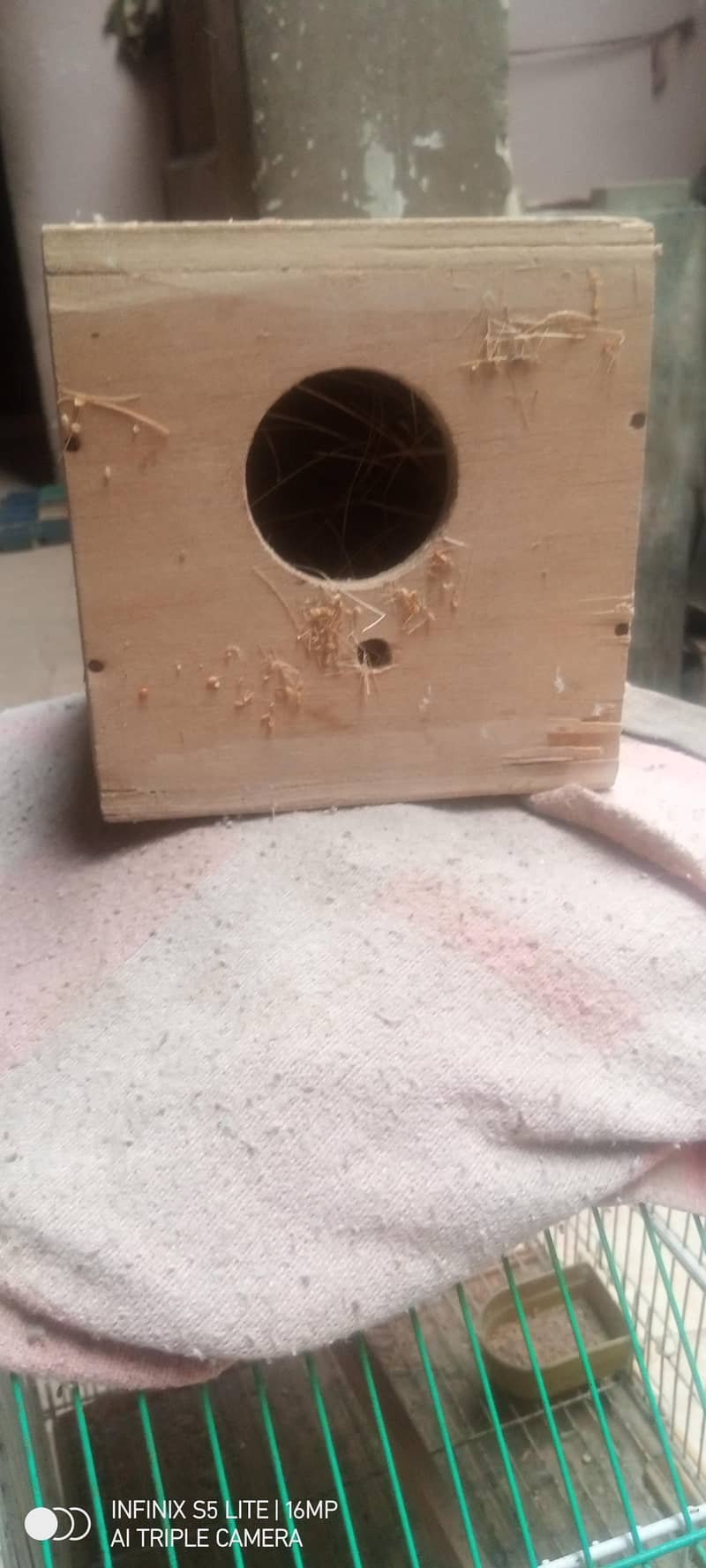 sliver java, grey java split white an silver breeder pair 7