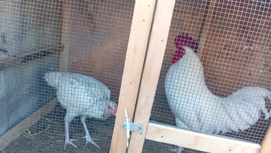 Top Quality Desi Murgha