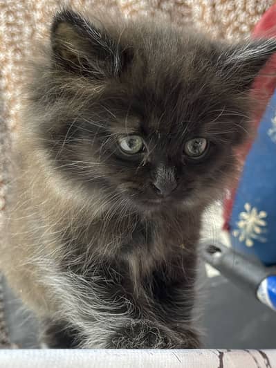 Cute Persian Kitten Tripple Coated male