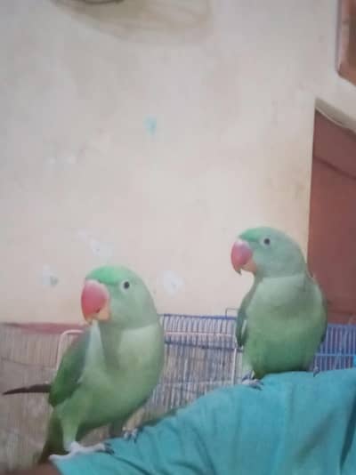 pahari pathay 10 month