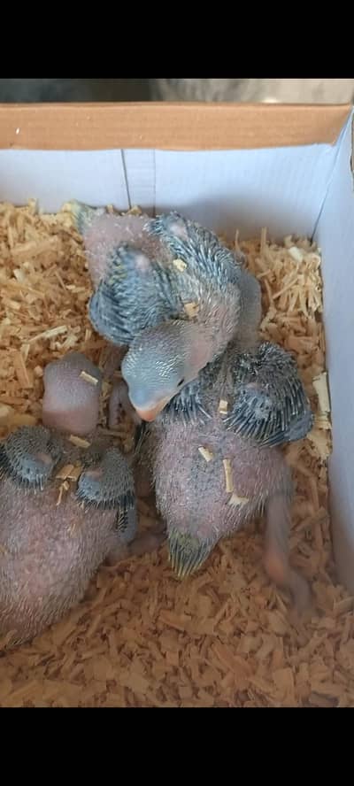 Raw Jambo Size Chicks