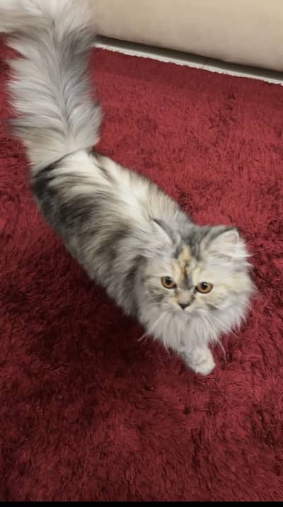 Beautifull and lovely cat