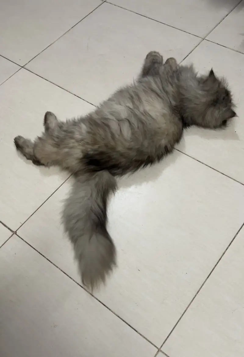 Fully vacinated Cat — photo 2
