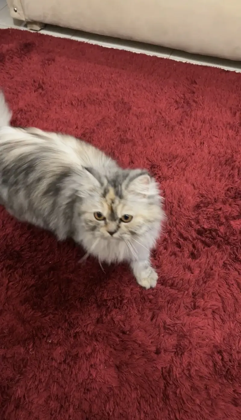 Fully vacinated Cat — photo 3