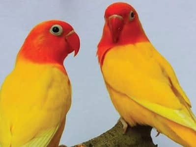 love birds breeder pair and Australian fully tame