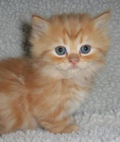 Cute Fluffy Brown & White Kitten for Sale