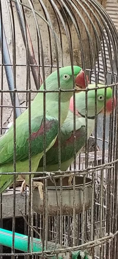 Laga hua jorda muft pinjara