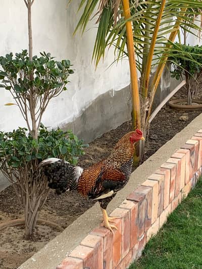Aseel young rooster