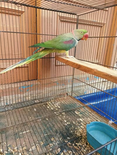kashmiri Raw parrot