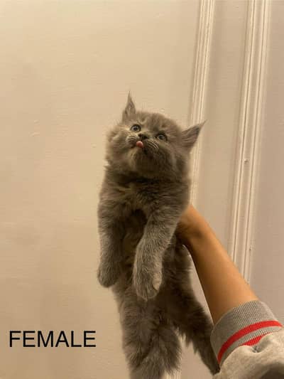 healthy and active kittens.