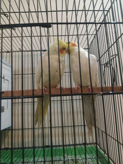 cocktail breader pair red eyes