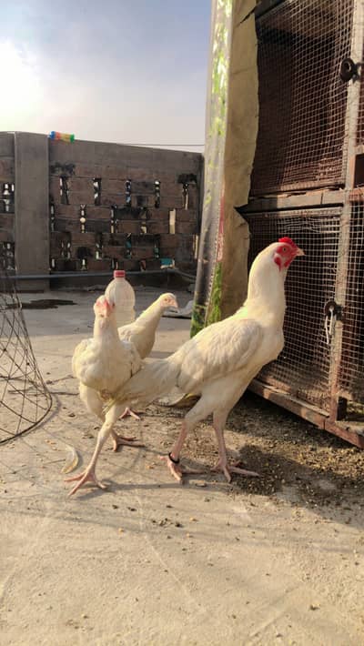 Heera Aseel trio for sale