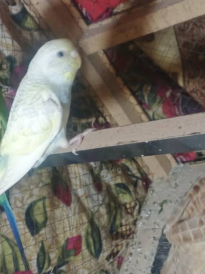 Hogoromo Rainbow split female X albino red eye male