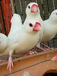 java breeder set pair for sale hn bachy b nikaly howe hn