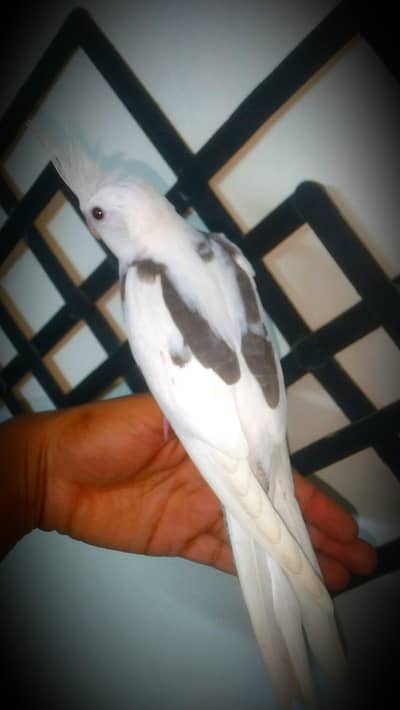 hand tame cocktail available