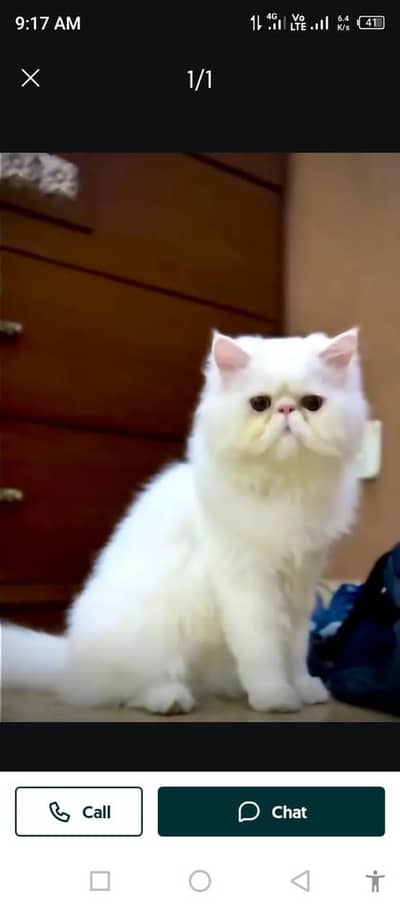 Peke Face Male Available For Mating. .