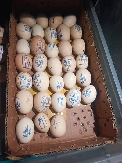 ASEEL & SHAMO EGGS FOR SALE – ISLAMABAD