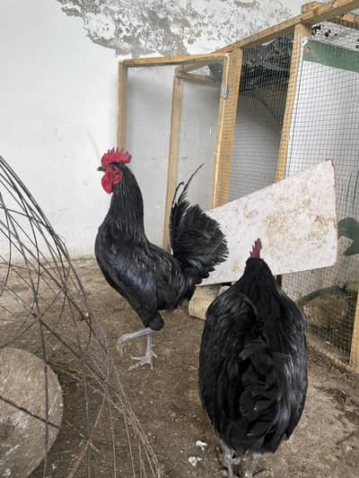 4 Astrolope male and 3 sindhi mianwali madi