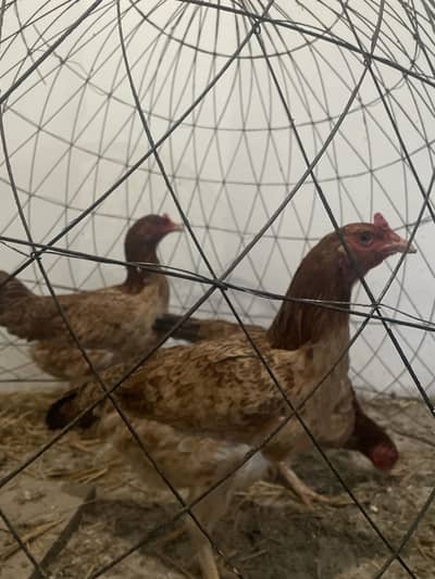 4 Astrolope male and 3 sindhi mianwali madi