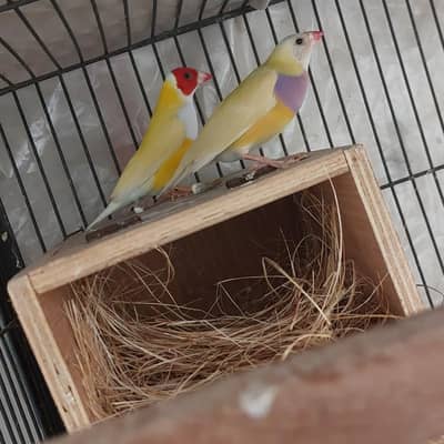 Latino golden breeder pair