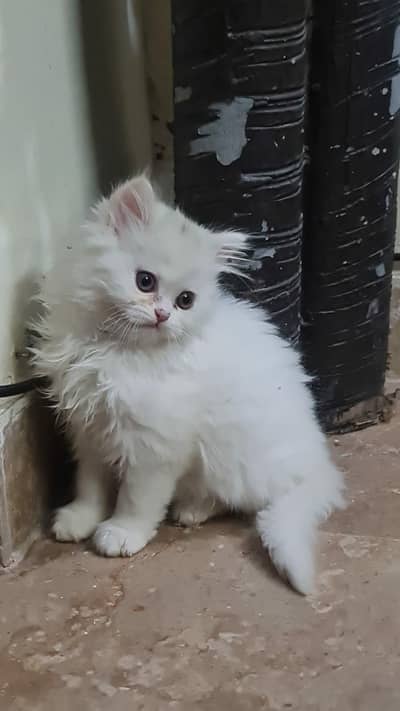 Pesion cat kitten A one category