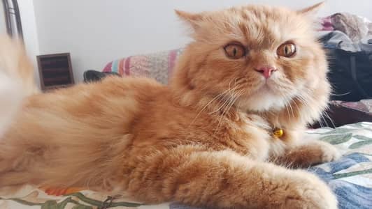 Persian hmalyn British Cat