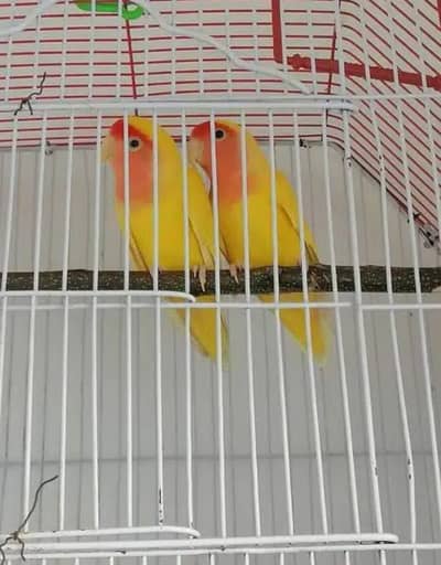 LOTINO REDYES BREEDER PAIR