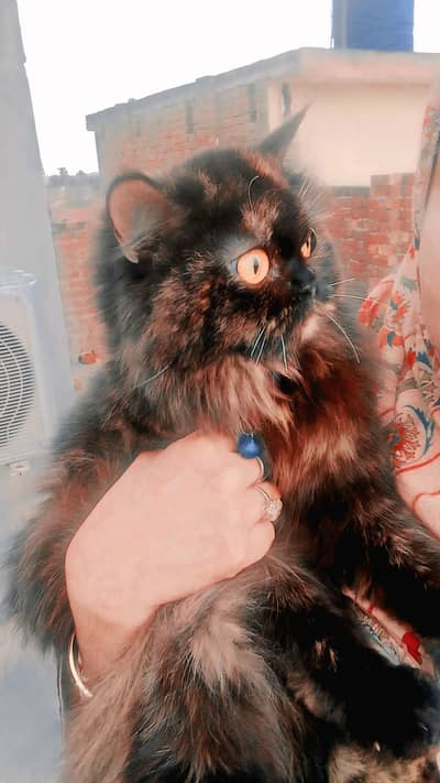 Four lear Coat Fancy Femail cat Ready for heat . . . 