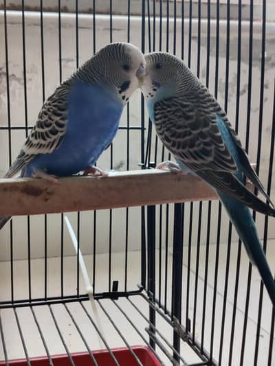Budgies pair for sale