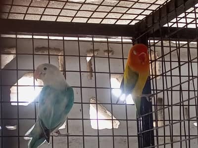 Lovebird Breeding Pair with 2 Kids | Albino Line