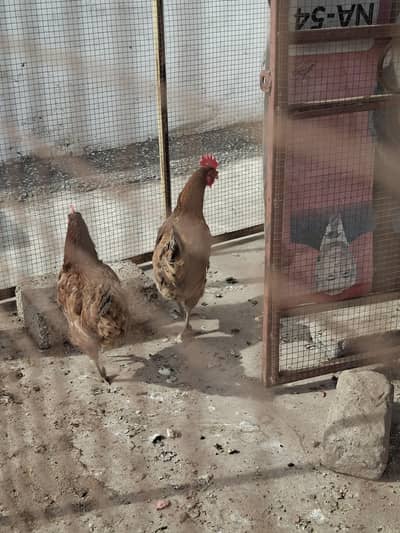 egg laying hens