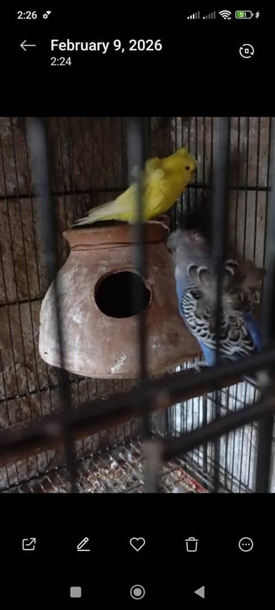 Budgies Hogoromo double flower male and female
