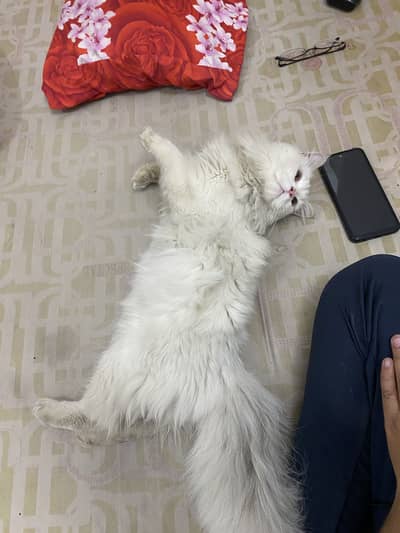 Persian long coat male cat