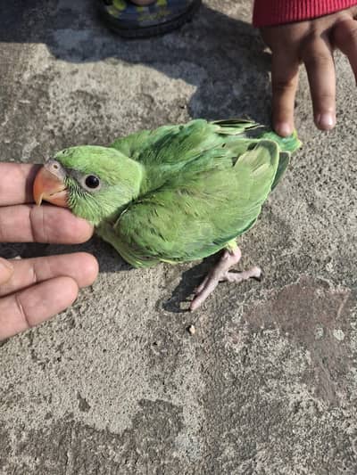 Parrot Chick