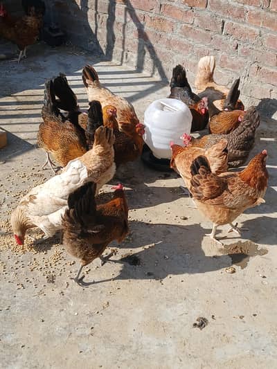 31 Desi hens Egg Laying