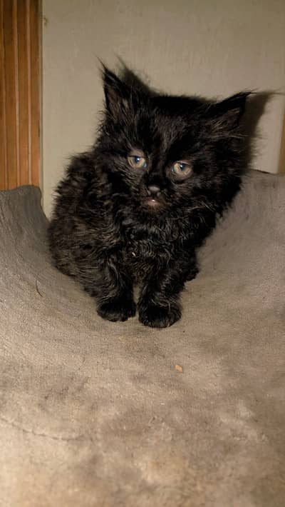 Double coated persian kittens