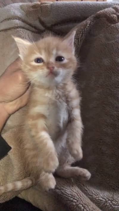 3 Double coated persian kittens