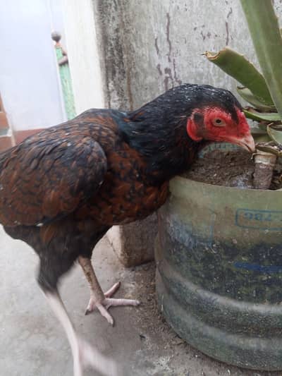 Jumbo Size Hen For SeLL