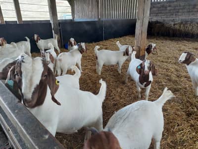 Pedigree fullblood Boer goats