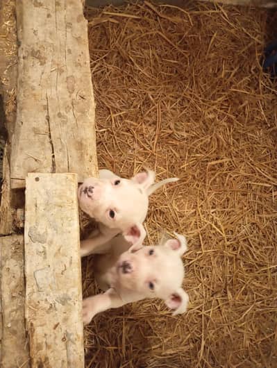 amarican bully puppy pair